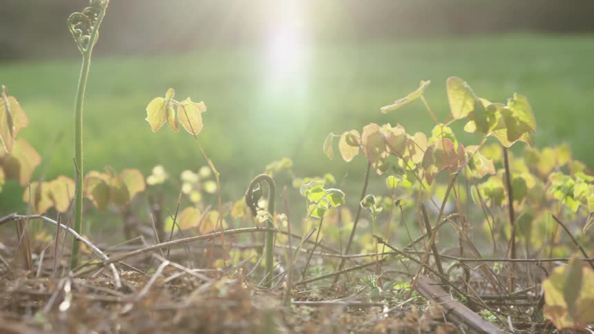 Sunlight shines down on plants growing in a field