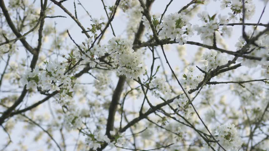 Close up of white flowering tree with branches