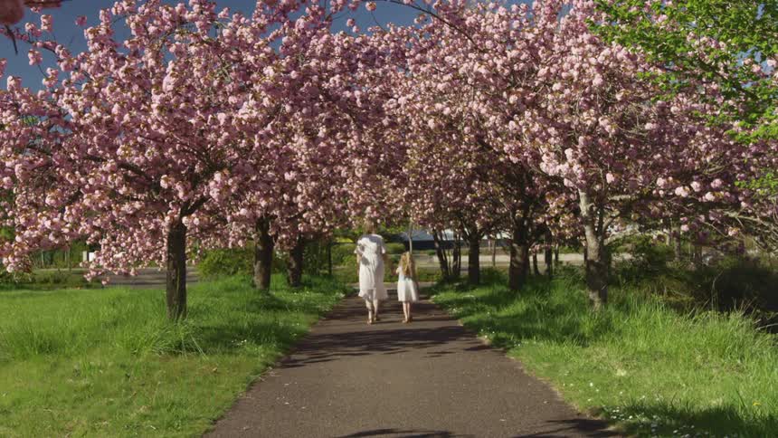Mother and daughter walk under cherry blossom trees at day