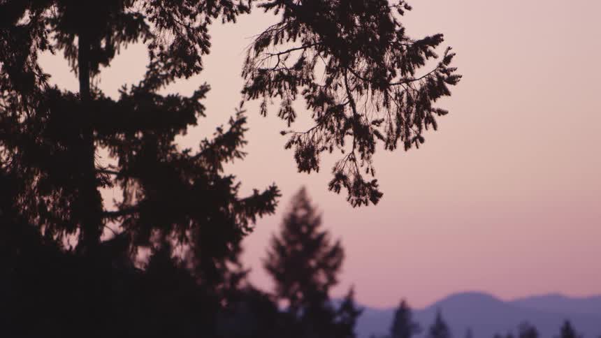 A tree with hills in the background