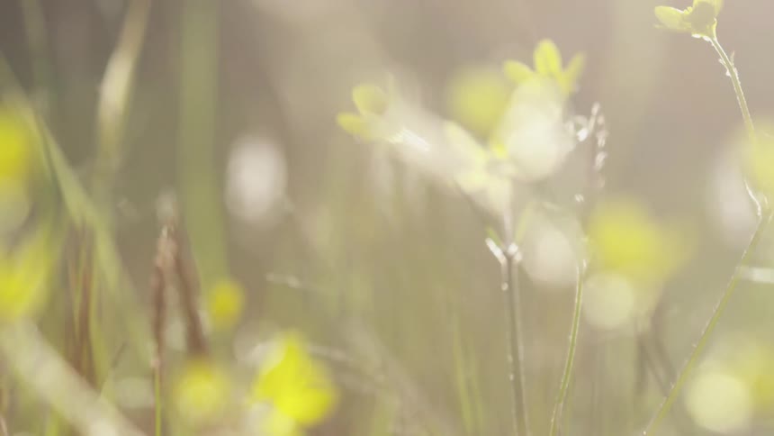 Flowers growing outdoors
