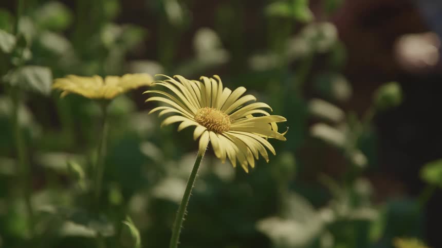 Yellow flowers on a summer day
