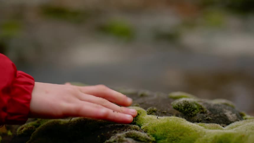 Girl wearing red jacket plays with her fingers on the green moss over the rocks