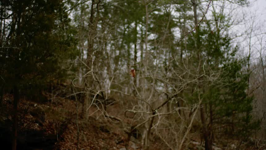 Bare tree branches in a forest