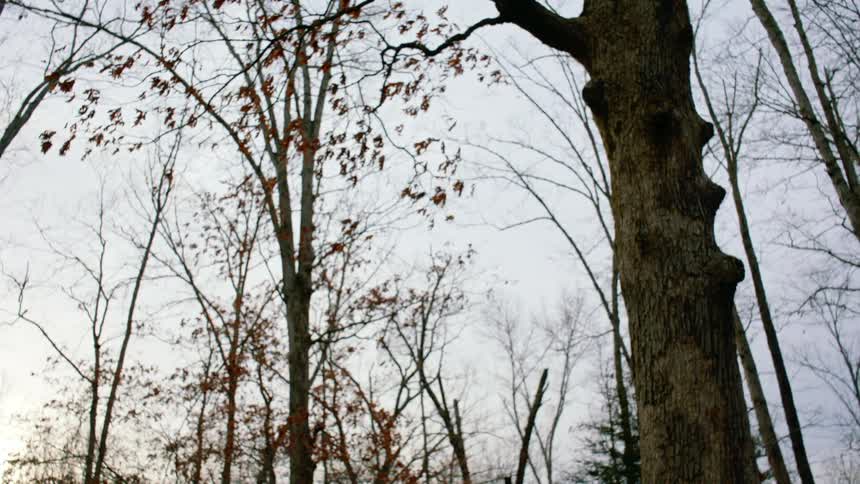 A girl in a red jacket swings on a tire swing hanging from a tree
