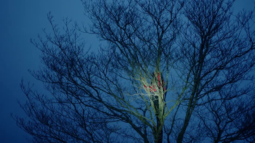 A light shining on a person in a tree