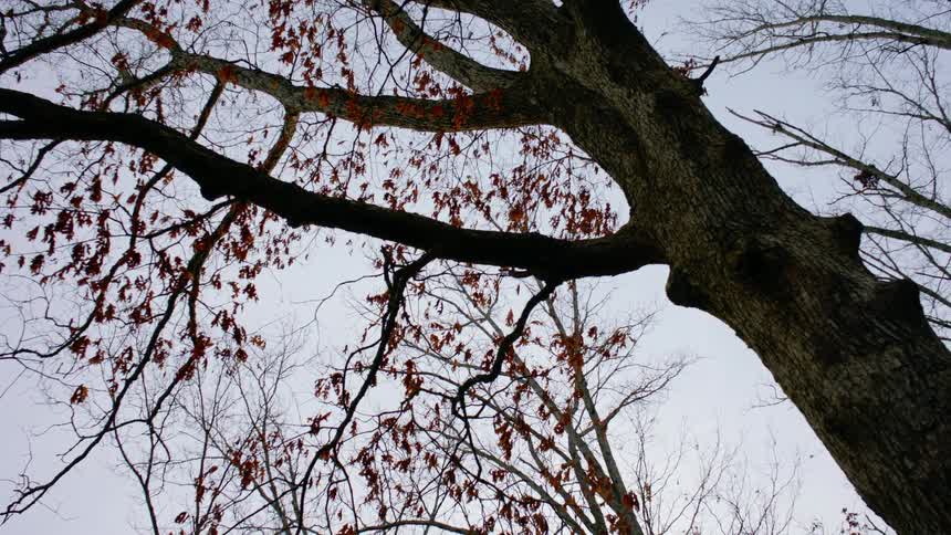 Fall leaves on a tree