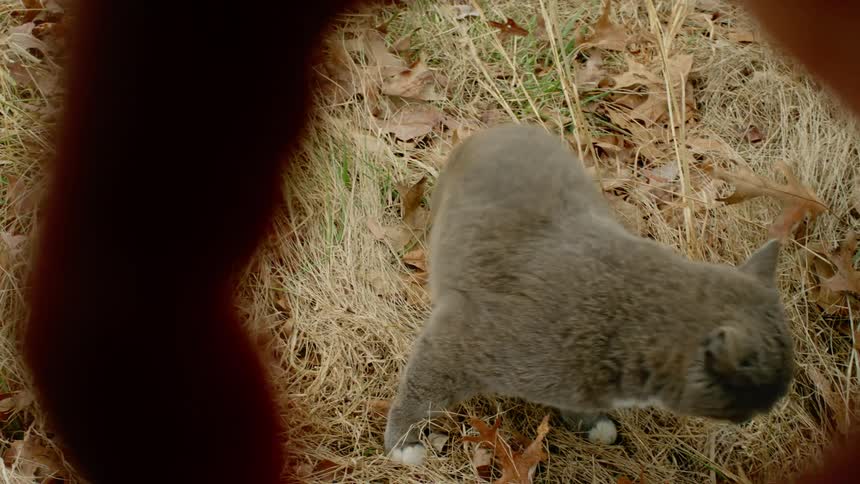 A gray cat grooms itself outside in grass and fall foliage