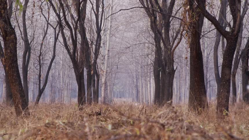 Leaves fall from the trees of a woodland during the day