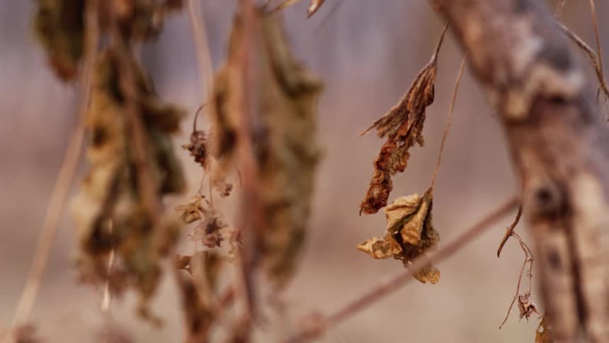 Dead leaves on a tree