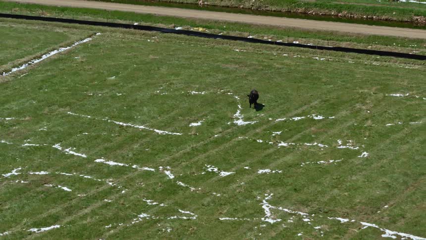 Aerial view of a black cow standing on a grass field at day