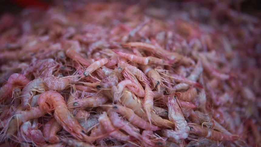 A person runs their hand through a large pile of seafood