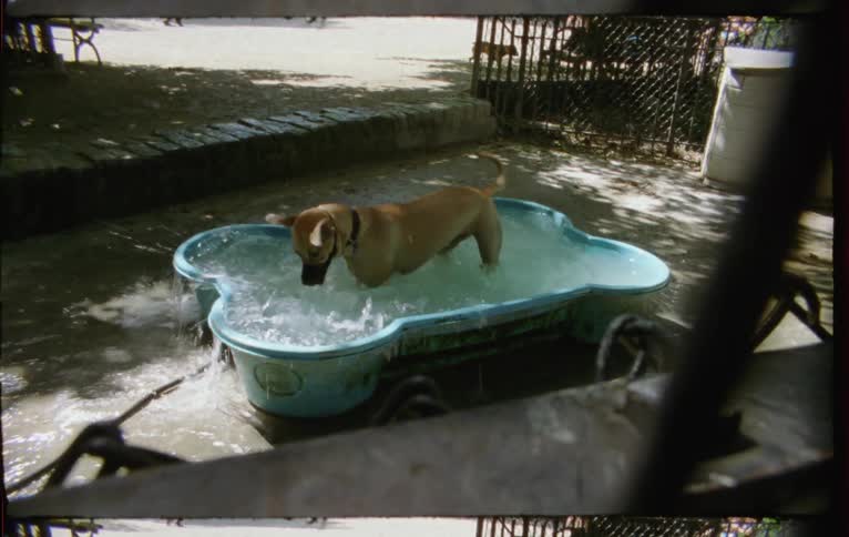 Dog plays with ball in pool splashing water as person and another dog walk by
