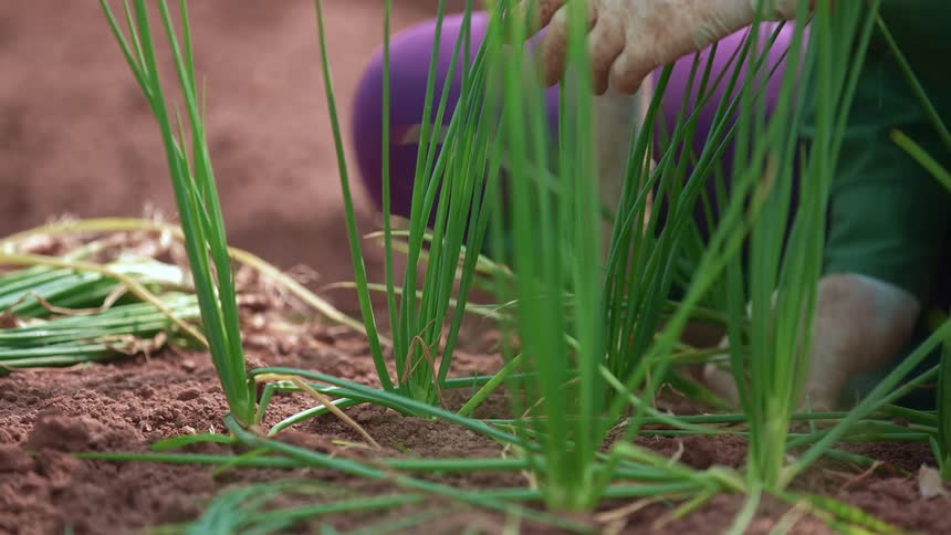 A person planting in a garden