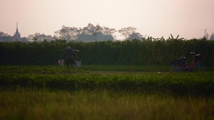 A person carries buckets of water across the grass to water plants