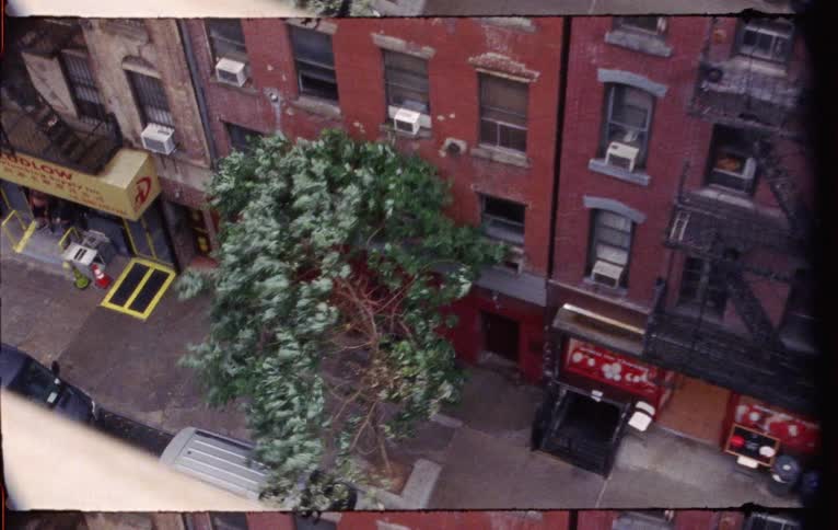 Speed up film of a tree on the sidewalk near a building waving in the wind