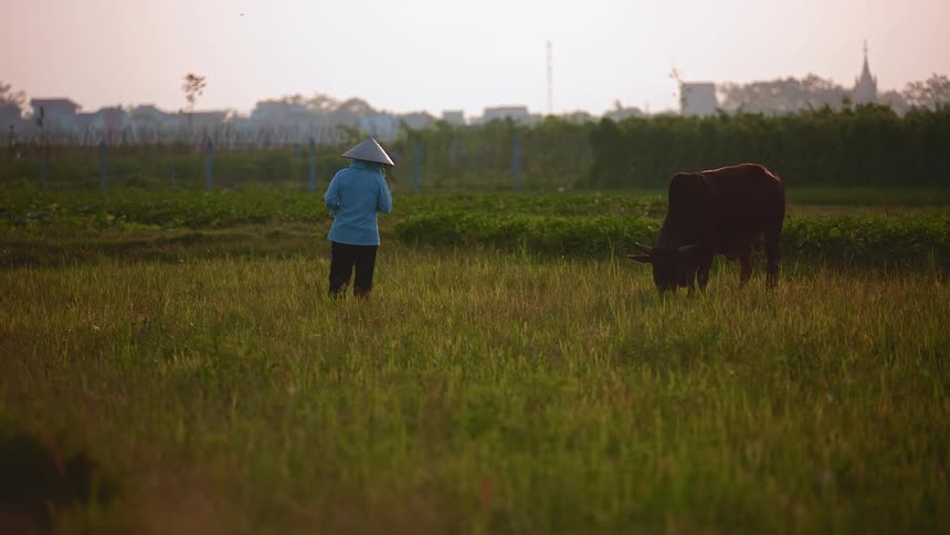 Farmer wearing peaked straw hat walks away from grazing bull with town on the horizon
