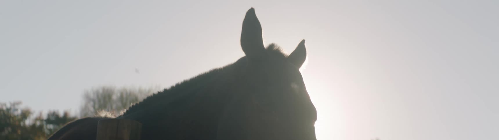 Black horse is silhouetted against the sun on a farm