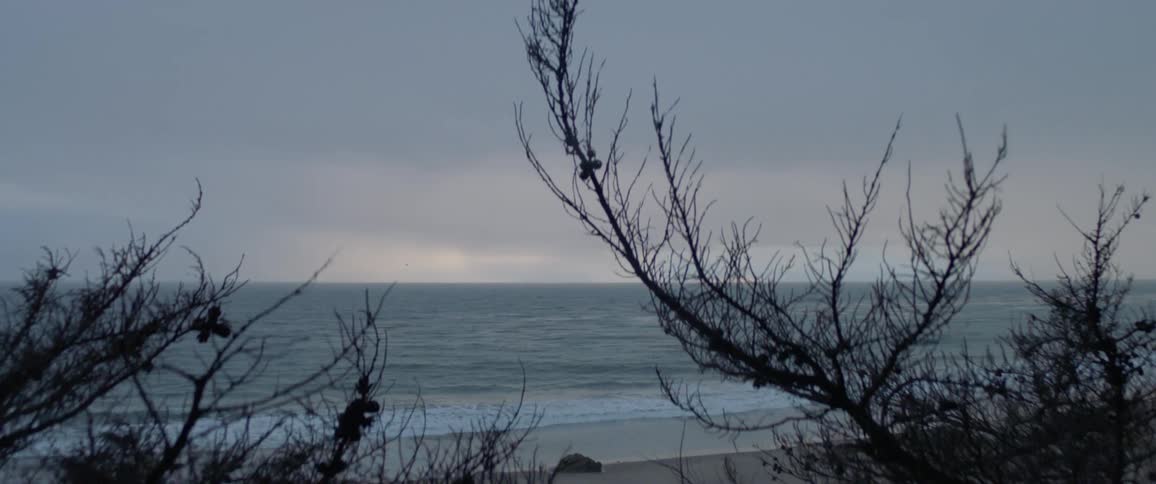 Camera is looking through some trees at the ocean