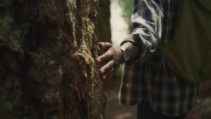 A man is hiking through the forest