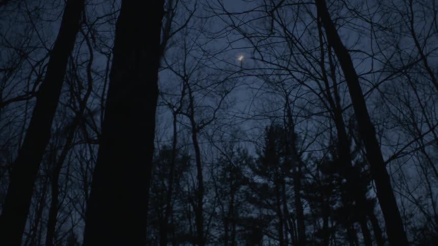 The moon shines through leafless branches