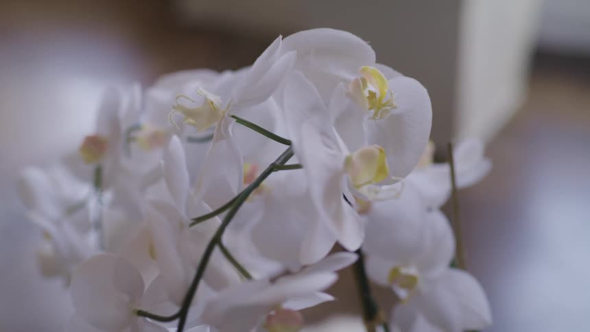 Flowers blossoms inside