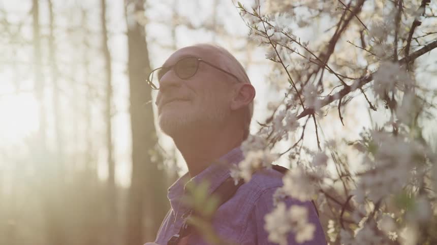 Elderly man with long hair a beard and glasses looks up under flowering trees at sunset