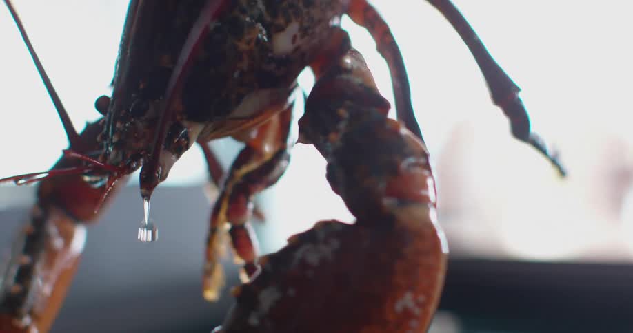 A live lobster with rubber bands around its claws is lowered back into its storage tank