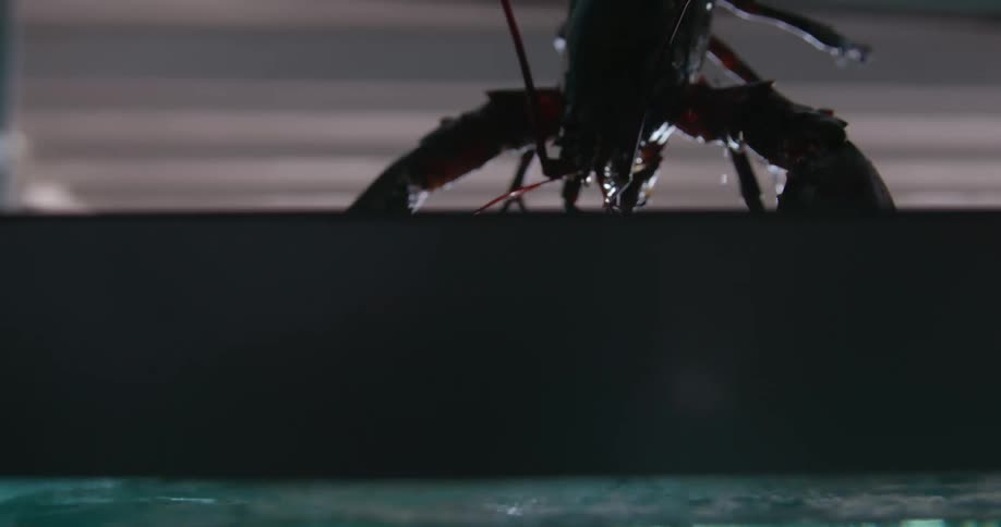 A lobster is lifted from an aquarium filled with water