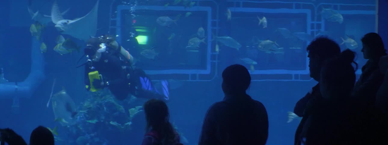 A crowd watches as a woman swims in a an aquarium with fish
