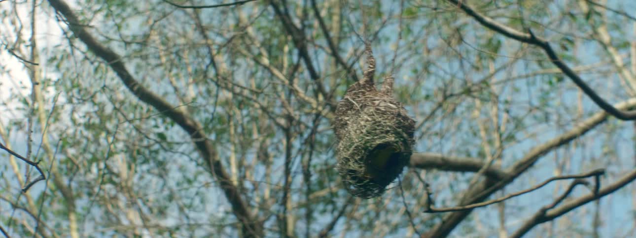 A brightly colored bird quickly flutters into a hanging nest make of sticks