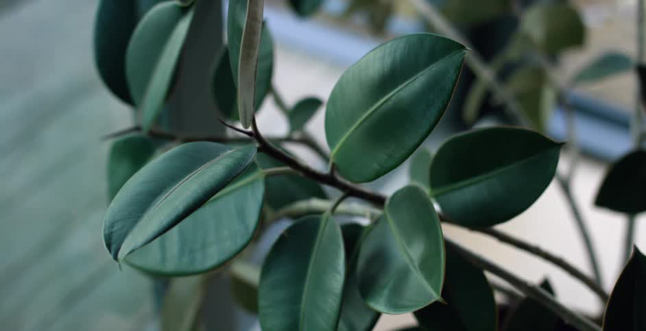 Green leaves grow on a plant