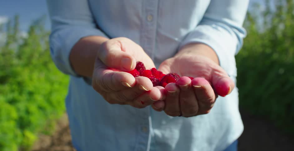 A person holds raspberries with stained hands outside on a farm