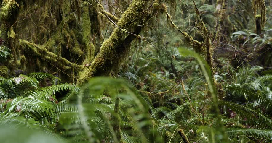 A tree covered in moss in a dense forest on a rainy day