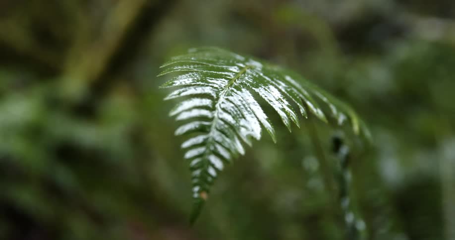 A closeup view of a leaf is displayed