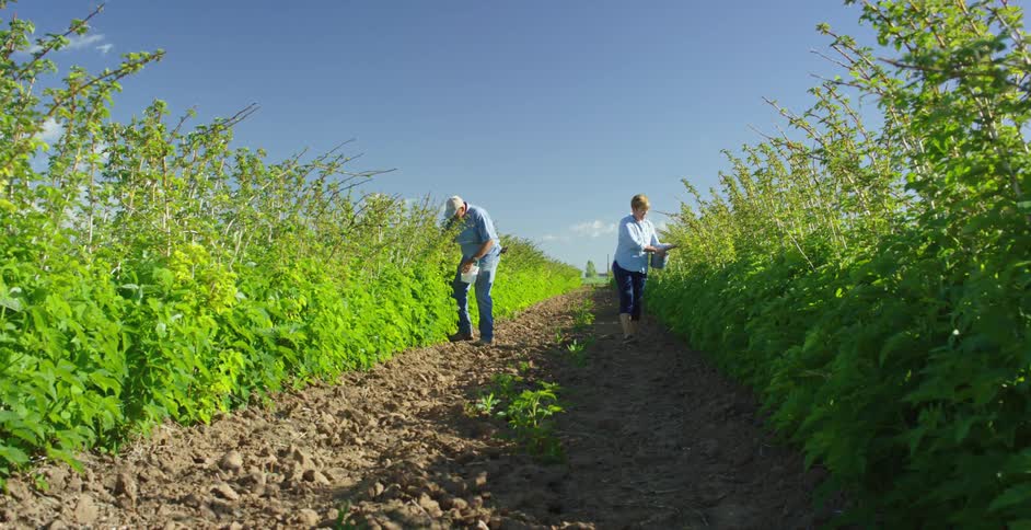 A man and woman walk on opposite sites of a dirt path through a farm as they harvest crops
