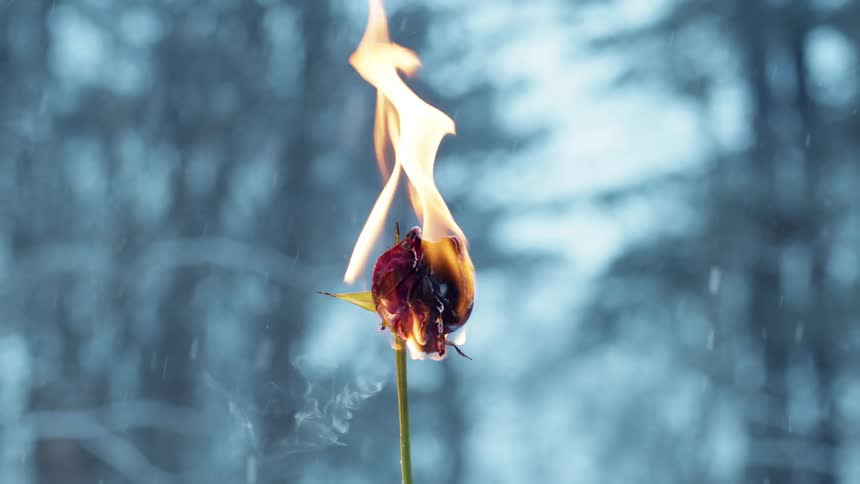 A single rose burns outdoors in the rain