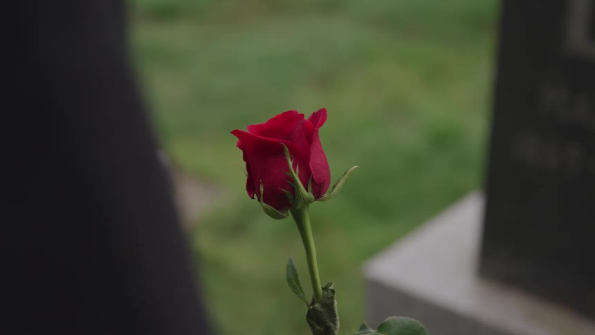 A person is holding a rose near a tombstone
