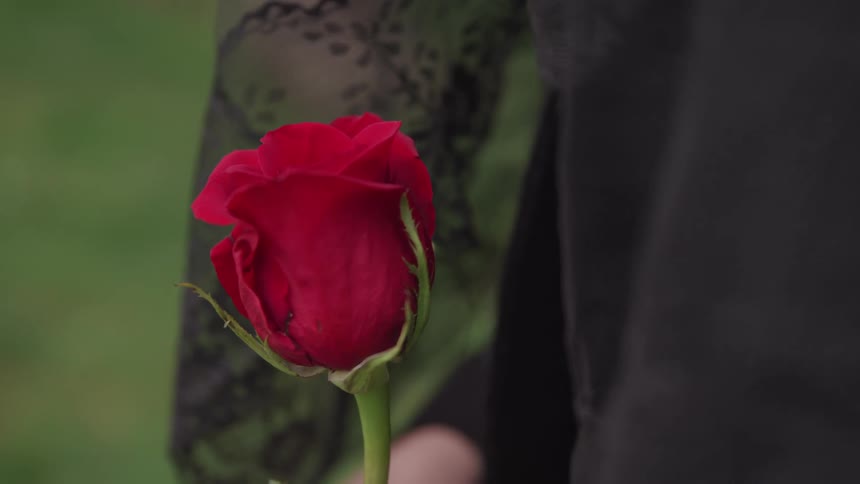 Person wearing black holds a single red long stem rose