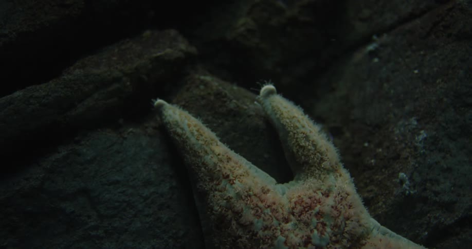 A starfish sits unmoving