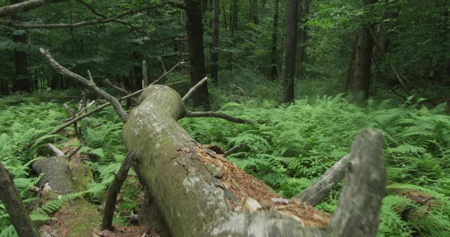 Fallen tree lies in the midst of fern plants and woods