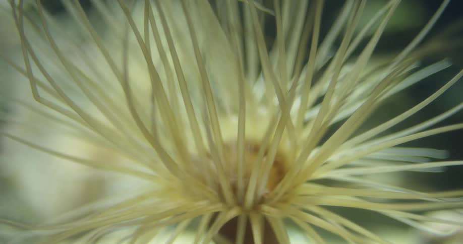 A close up footage of sea animal