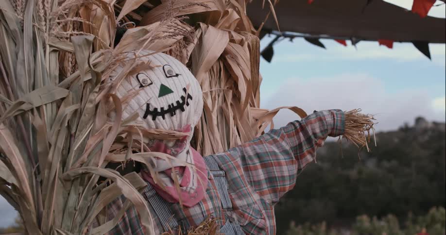 A scarecrow in a corn field