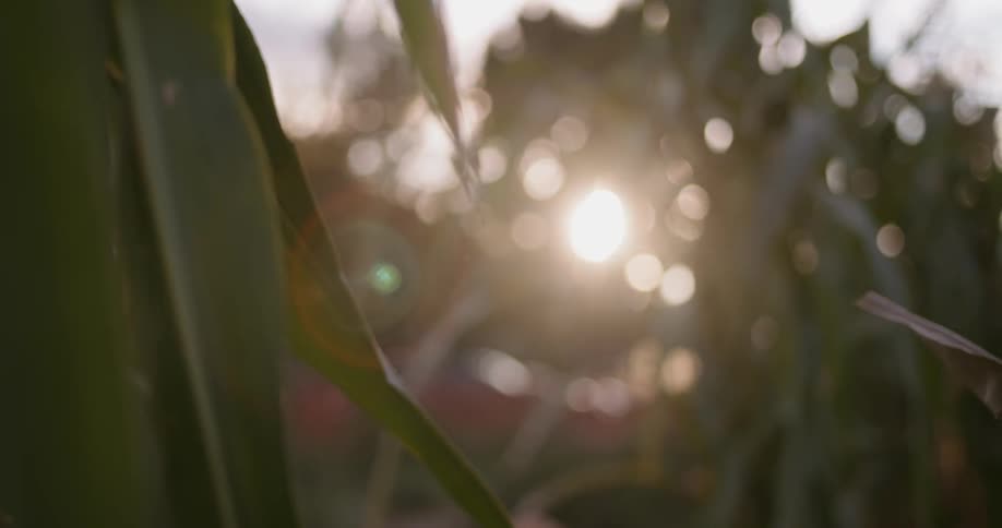 Sunlight shines through green leaves