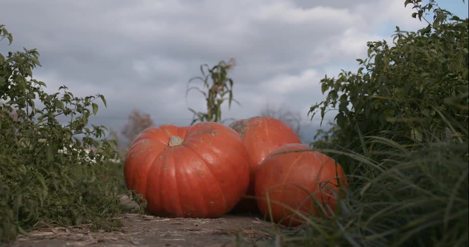 Three pumpkins sit on the ground in a garden