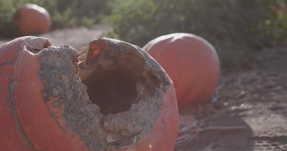 Rotting pumpkins in a field