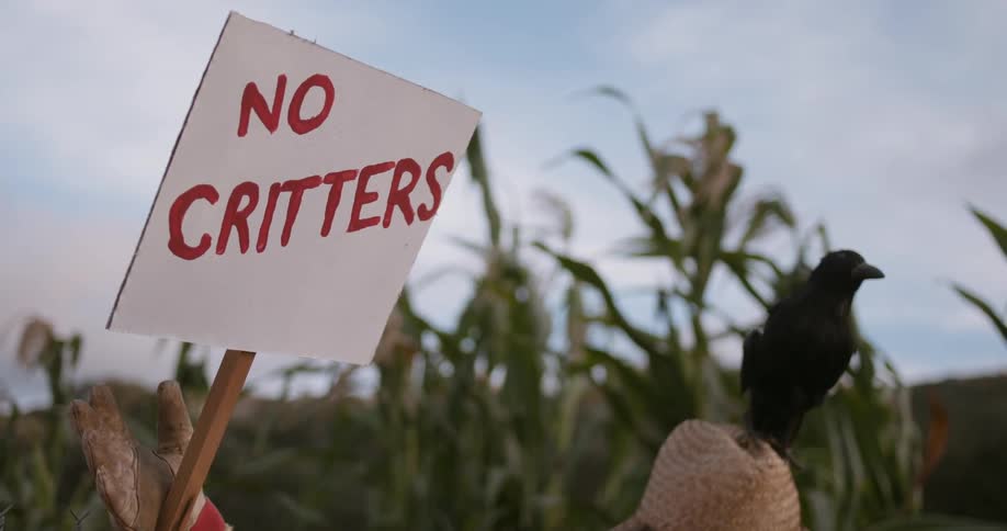 A scarecrow in a corn field