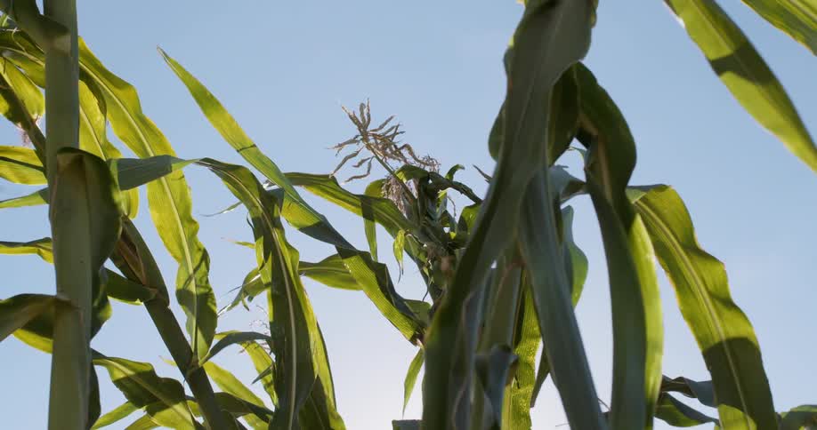 Cornstalks climbing into a clear sky