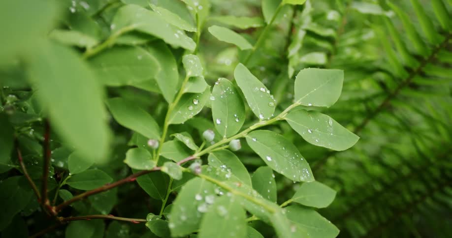 We move past dew on leaves on a plant