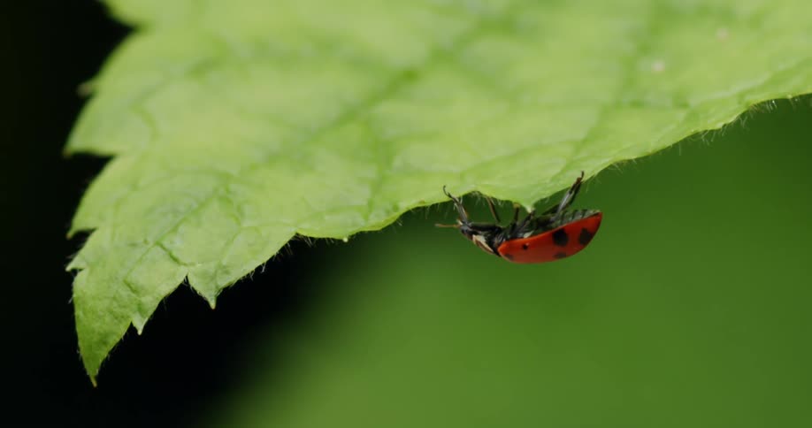 A ladybug crawling on a leaf